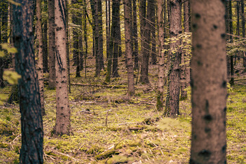 Obraz premium The colors of autumn in the Monticolo forest in South Tyrol, Italy.