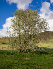 Obraz premium Alone tree in Camels Back Park at Boise Idaho during summer.