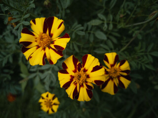Variegated flowers of marigold varieties Mischievous Marietta. Natural flower background.