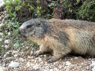 Naklejka na ściany i meble marmot in a mountain and rock