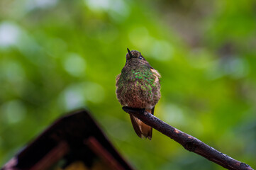 Colibrí en reserva natural