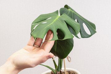 Man holds a pot of monstera. Care of home plants. Cultivation of exotic plants. Monstera diseases
