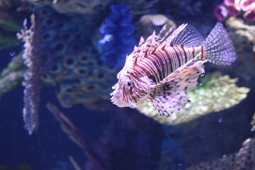 The Zebra lionfish swims in an artificial reef in the aquarium