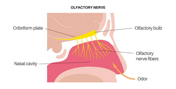 Olfactory nerve anatomy