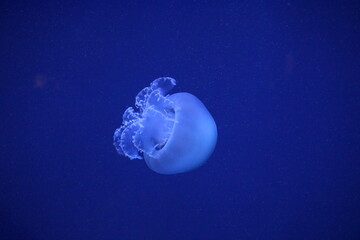 Naklejka na ściany i meble A glowing white jellyfish swims in the water