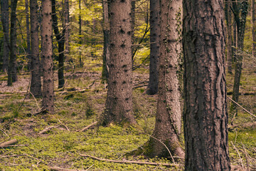 Fototapeta premium The colors of autumn in the Monticolo forest in South Tyrol, Italy.