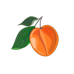 Orange apricot with two leaves in cartoon style. Stock vector illustration isolated on a white background.