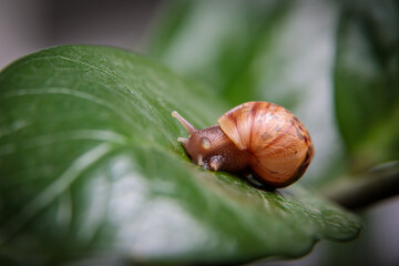 A small snail sits on a large leaf of a flower. Close-up