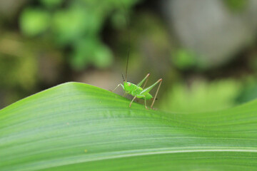 green grasshopper phaneroptera falcata photo