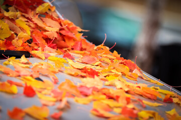 Yellow-red autumn leaves lie on the hood of the car.