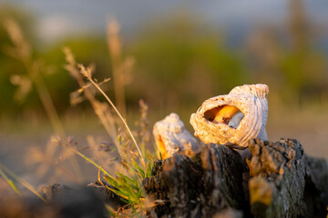 Still life with seashells on a blurry background