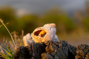 Still life with seashells on a blurry background
