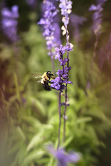 Magical Bumblebee Lavender Flowers