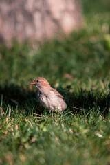 Close up of a small sparrow in a grass field