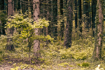 Fototapeta premium The colors of autumn in the Monticolo forest in South Tyrol, Italy.
