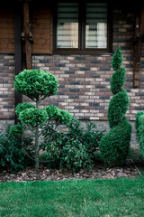 Fototapeta na wymiar Interesting shaped green garden bushes