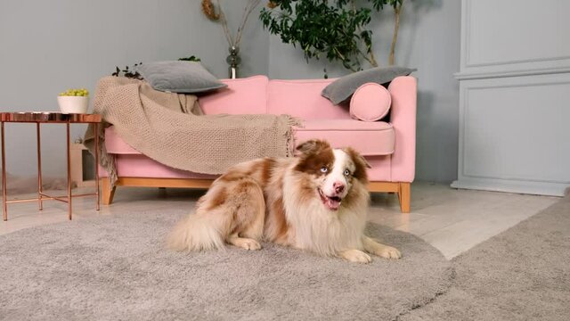Сute purebred fluffy dog ​​doing the trick, circle roll over spin around and grab its tail