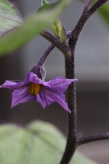 茄子の花