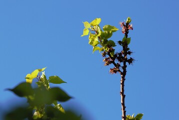 hojas y flores del arbol de damasco