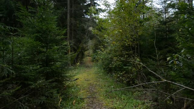Walk along a narrow forest path