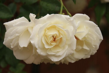 rosa blanca en mi jardin
