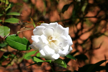 rosal con sus rosas al sol de la primaver