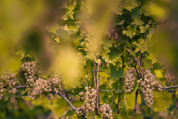 Harvest time in orchards in South Tyrol, Italy