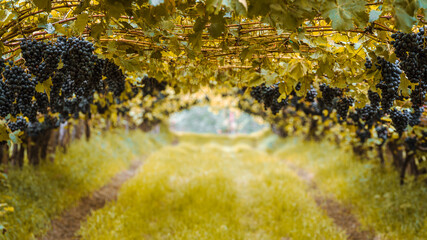 Harvest time in orchards in South Tyrol, Italy