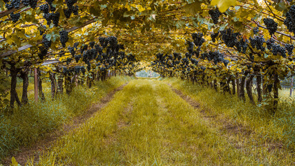 Harvest time in orchards in South Tyrol, Italy