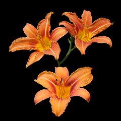 Three orange lily flowers isolated on black background
