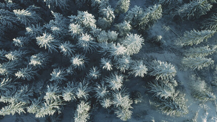 Top down aerial snow fir mountain forest. Winter nobody nature landscape. Snowy pine trees at undiscovered mount. Wild natural world beauty. Cinematic drone shot. Carpathians, Bukovel, Ukraine, Europe