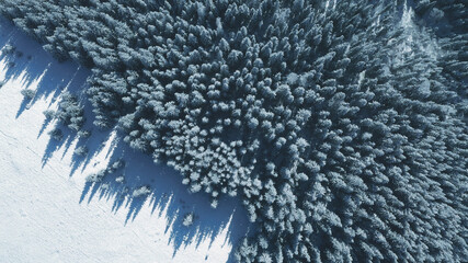 Top down snow fir forest at sun mountain aerial. Winter nobody nature landscape. Spruce and pine trees at mount hills. Snowy valley at frost day. Carpathian ranges, Bukovel Resort, Ukraine, Europe