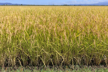 Rice grown in rice fields in early autumn