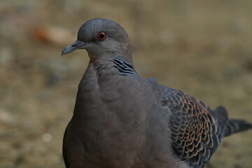 turtle dove on the branch