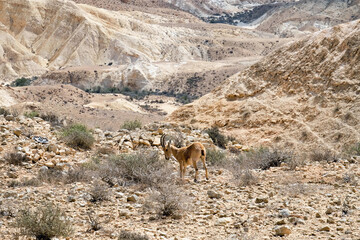 Nubian ibex (Latin - Capra nubiana)
