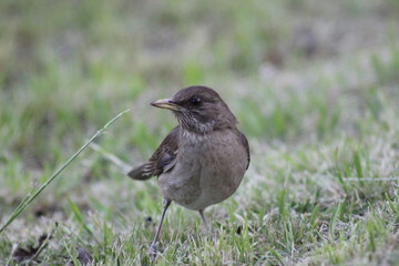birds