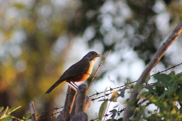 birds