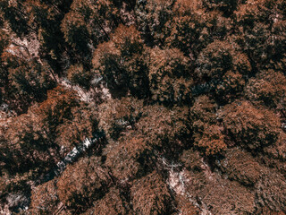 bosque otoño
