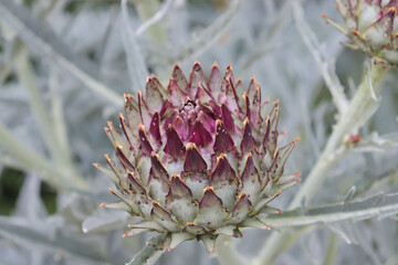 The globe artichoke, cardoon Cynara cardunculus var. scolymus is a variety of a species of thistle cultivated as a food which has a purple flower - Powered by Adobe