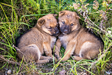 two homeless puppies dogs sit together in the grass