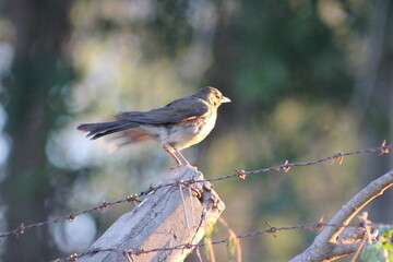 birds