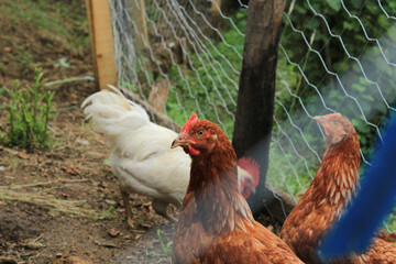 natural red chicken macro photo