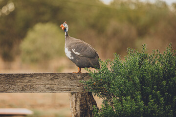 Guinea Fowl