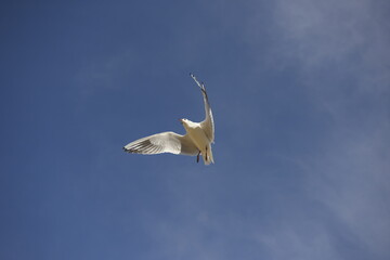 Bird in the sky