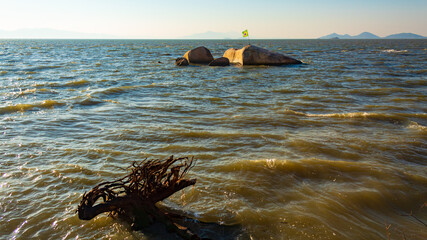 Raiz de árvore carregada por ondas do mar e a   bandeira do Brasil preza em uma rocha  do mar em Florianópolis, Santa Catarina, Brasil