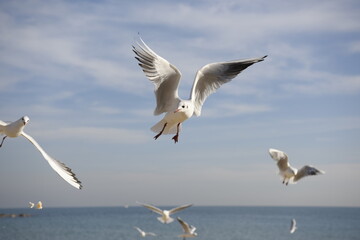Bird in the sky