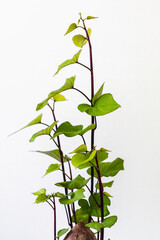 Plants with varied foliage, tones and textures stand out in the urban jungle trend