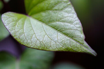 Plants with varied foliage, tones and textures stand out in the urban jungle trend