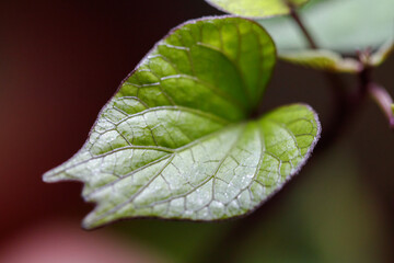 Plants with varied foliage, tones and textures stand out in the urban jungle trend