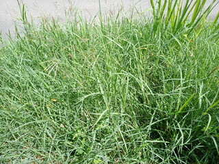 green grass background